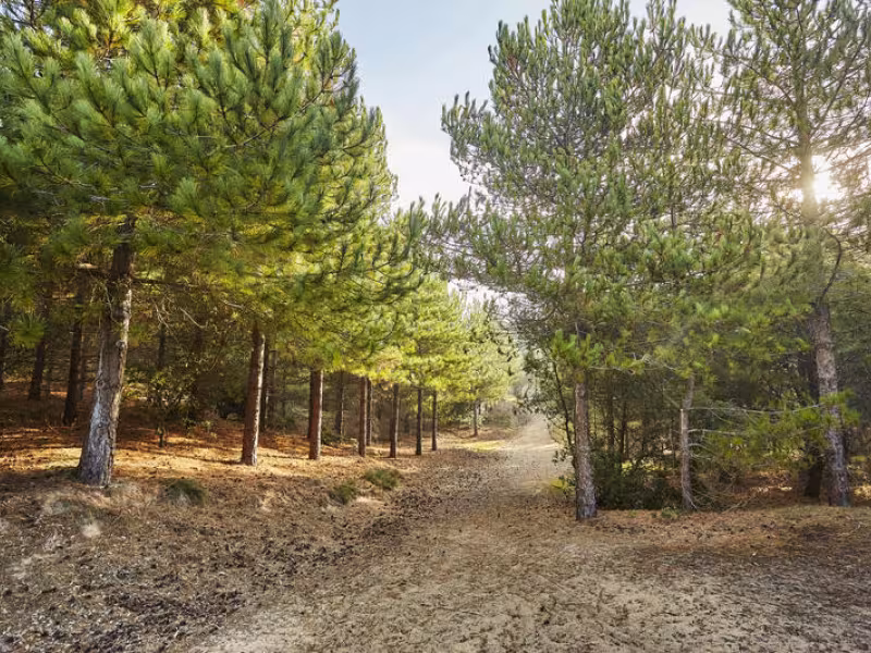 NOTRE DAME DE MONTS_NATURE_FORET_a.lamoureux_vendee_expansion