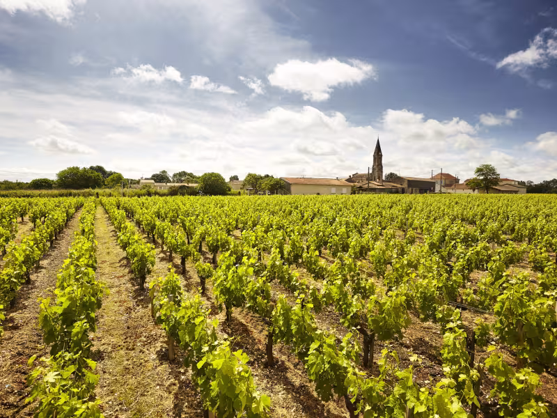 Les vignobles du Médoc à vélo