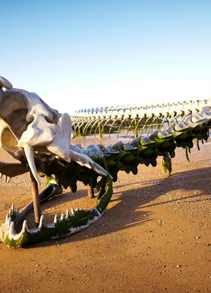 Le serpent de mer à Saint-Brevin