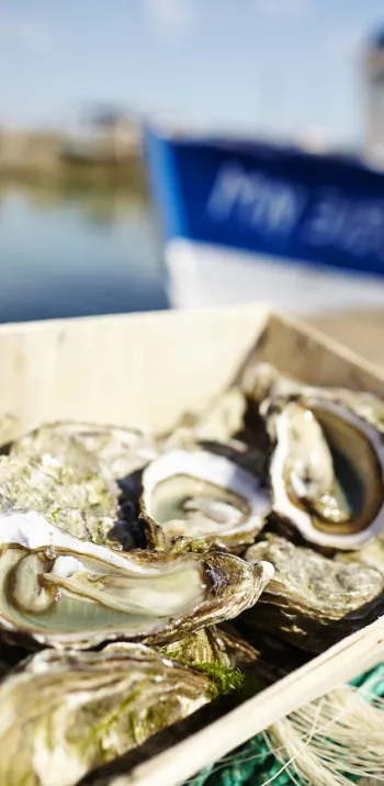 Dégustation d'huîtres fraîches de l'Océan Atlantique
