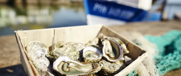 Dégustation d'huîtres fraîches de l'Océan Atlantique