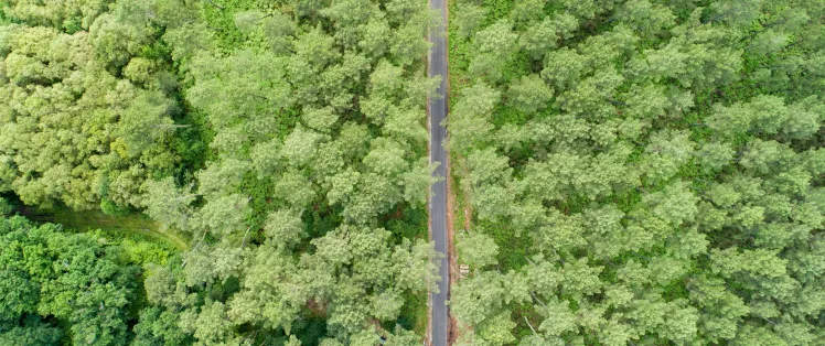 incontournable-foret-landes.jpg