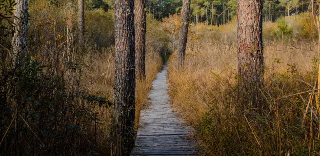 The southern Landes coast, between nature and emblematic sports