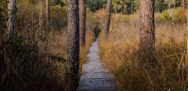 The southern Landes coast, between nature and emblematic sports