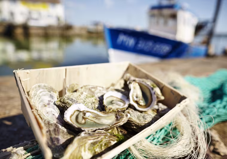 Dégustation d'huîtres fraîches de l'Océan Atlantique