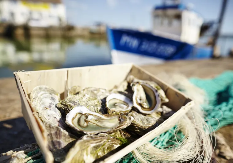 Dégustation d'huîtres fraîches de l'Océan Atlantique