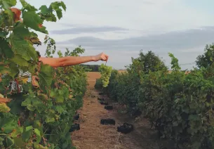 A winemaker in Landes